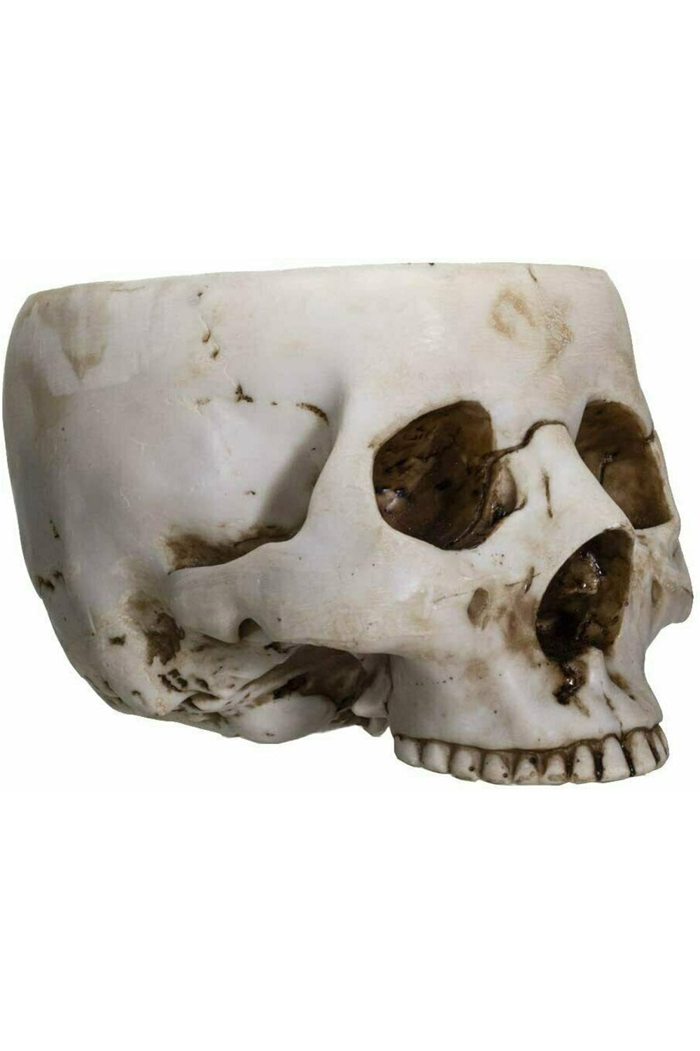 A hand-painted, realistic design skull bowl made of cold-cast resin with detailed fissured features.