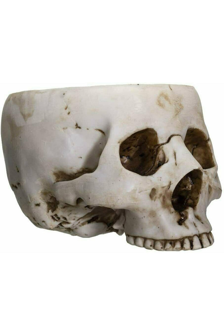 A hand-painted, realistic design skull bowl made of cold-cast resin with detailed fissured features.