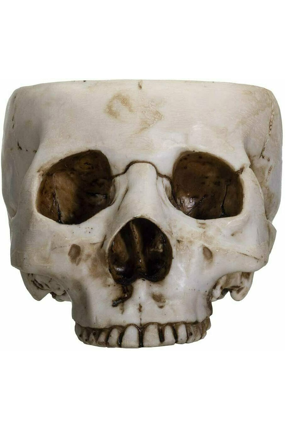 A hand-painted, realistic design skull bowl made of cold-cast resin, with detailed features resembling a human skull including eye sockets and teeth.