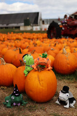 Orange frog home decor on pumpkin in pumpkin patch
