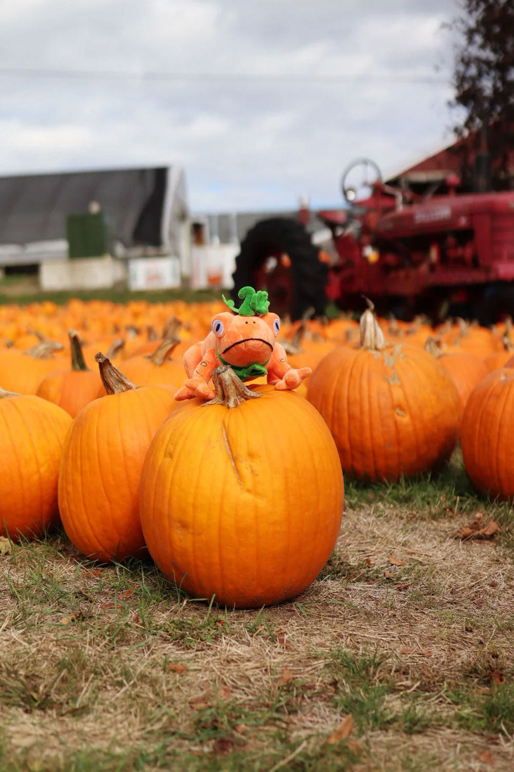 Orange toad plush on pumpkin in pumpkin patch