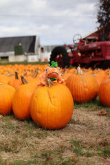Orange toad plush on pumpkin in pumpkin patch