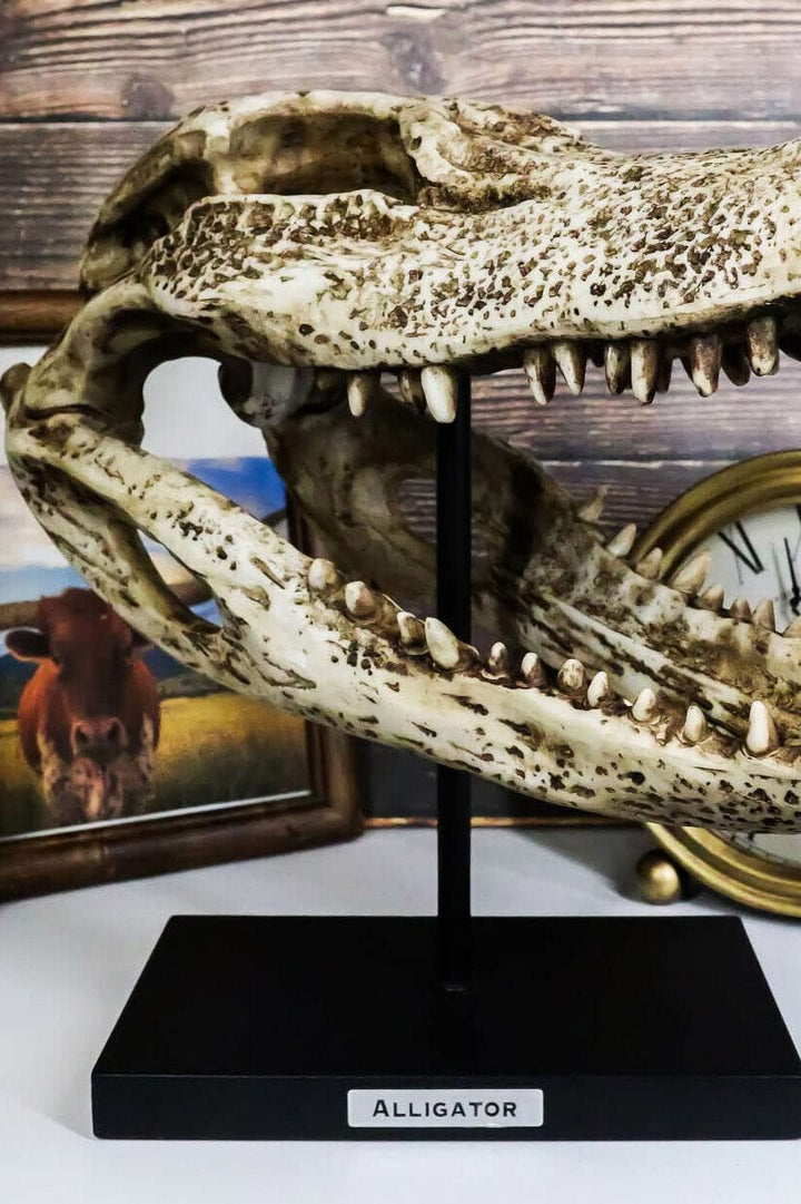 Aged Alligator Skull Replica - housewares - VampireFreaks - Pacific Giftware