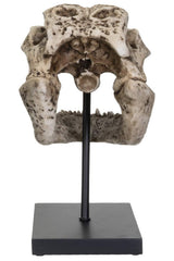 Aged Alligator Skull Replica - housewares - VampireFreaks - Pacific Giftware