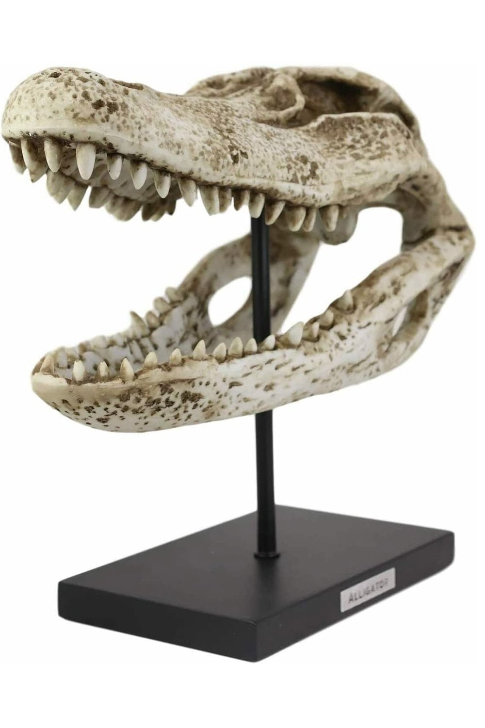 Aged Alligator Skull Replica - housewares - VampireFreaks - Pacific Giftware