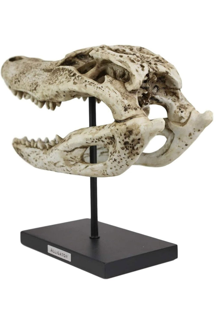 Aged Alligator Skull Replica - housewares - VampireFreaks - Pacific Giftware