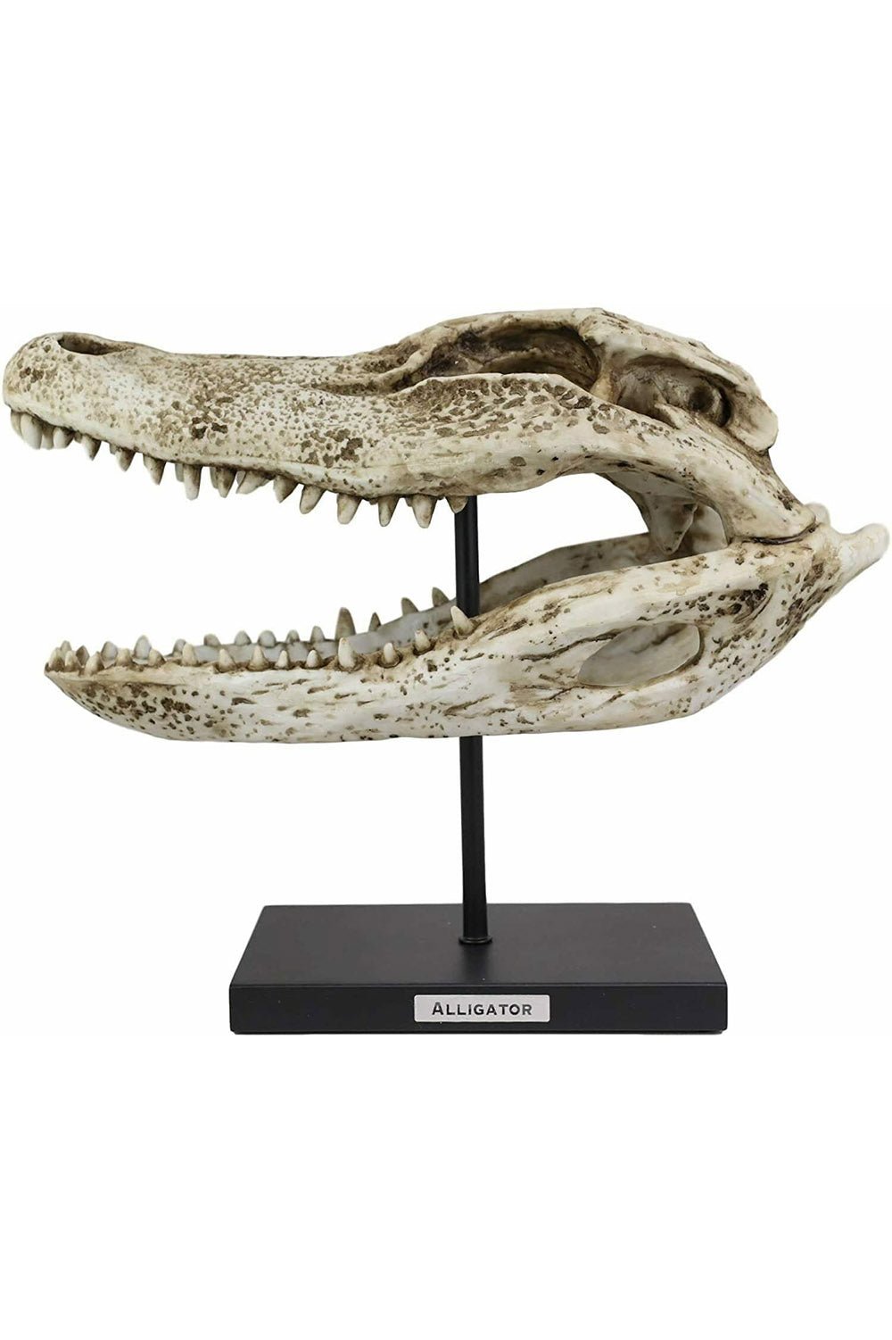 Aged Alligator Skull Replica - housewares - VampireFreaks - Pacific Giftware