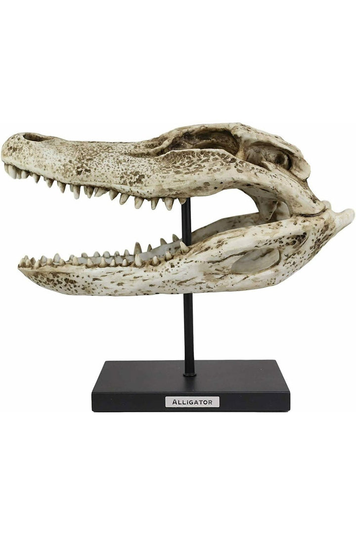 Aged Alligator Skull Replica - housewares - VampireFreaks - Pacific Giftware