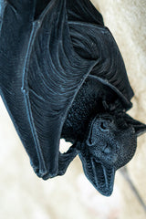 bat wall statue hand painted