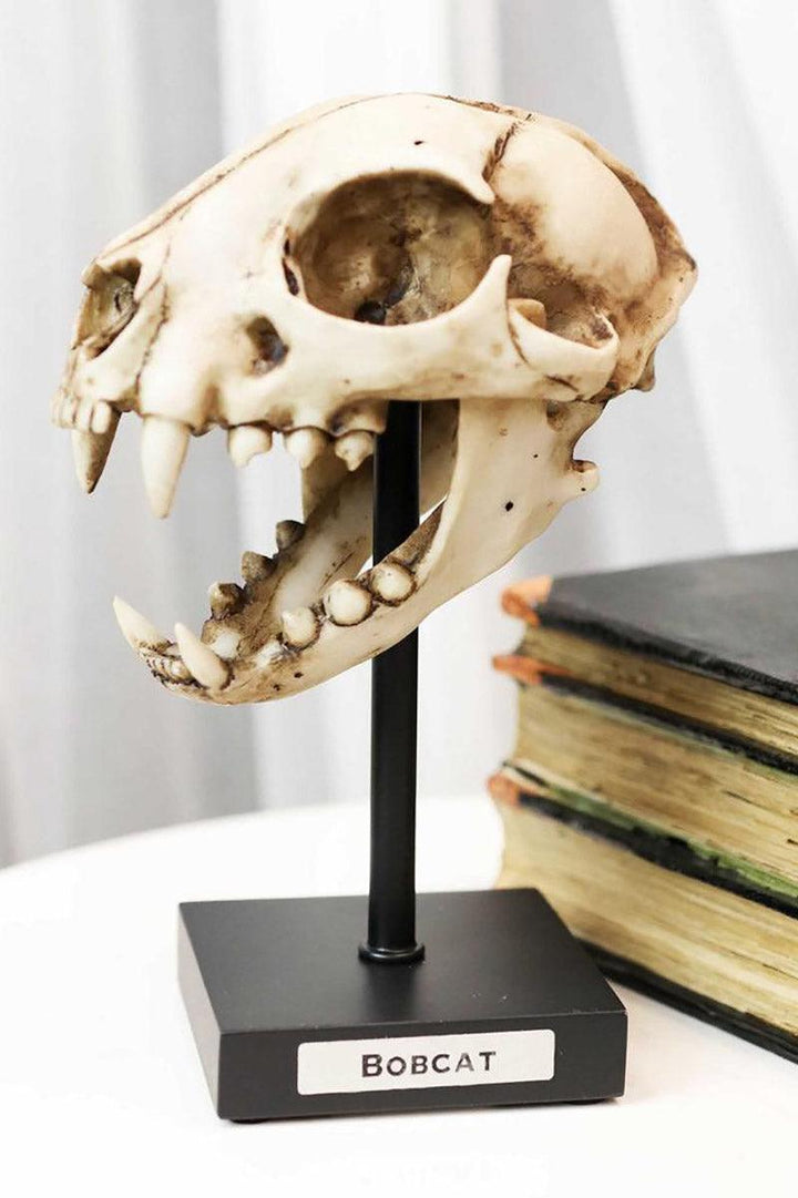 Bobcat Skull Replica - housewares - VampireFreaks - Pacific Giftware