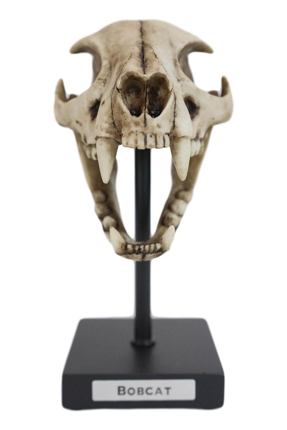 Bobcat Skull Replica - housewares - VampireFreaks - Pacific Giftware