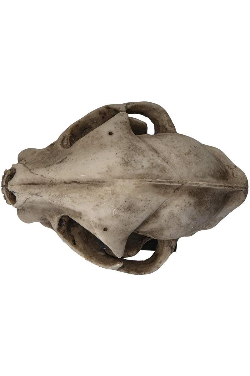 Bobcat Skull Replica - housewares - VampireFreaks - Pacific Giftware