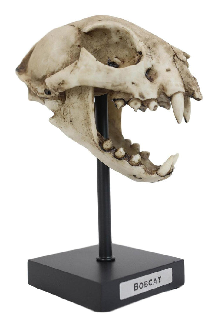 Bobcat Skull Replica - housewares - VampireFreaks - Pacific Giftware