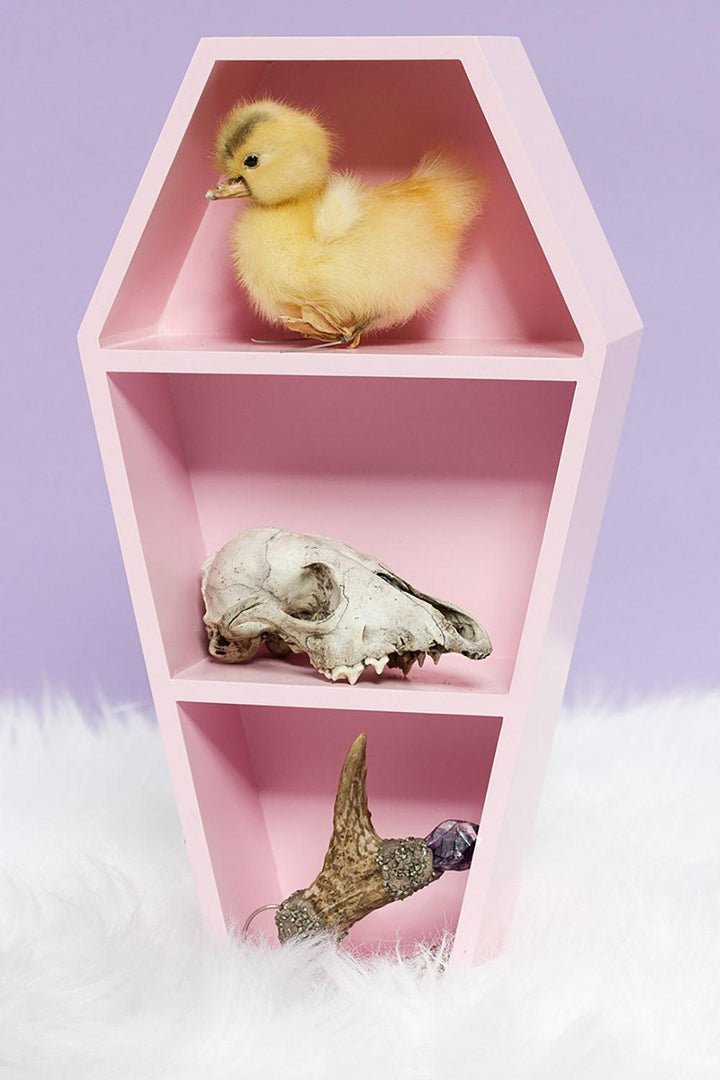 Coffin Shelf [Pink] - housewares - VampireFreaks - Sourpuss