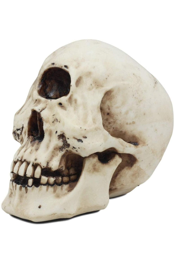 Cyclops Skull Replica - housewares - VampireFreaks - Pacific Giftware