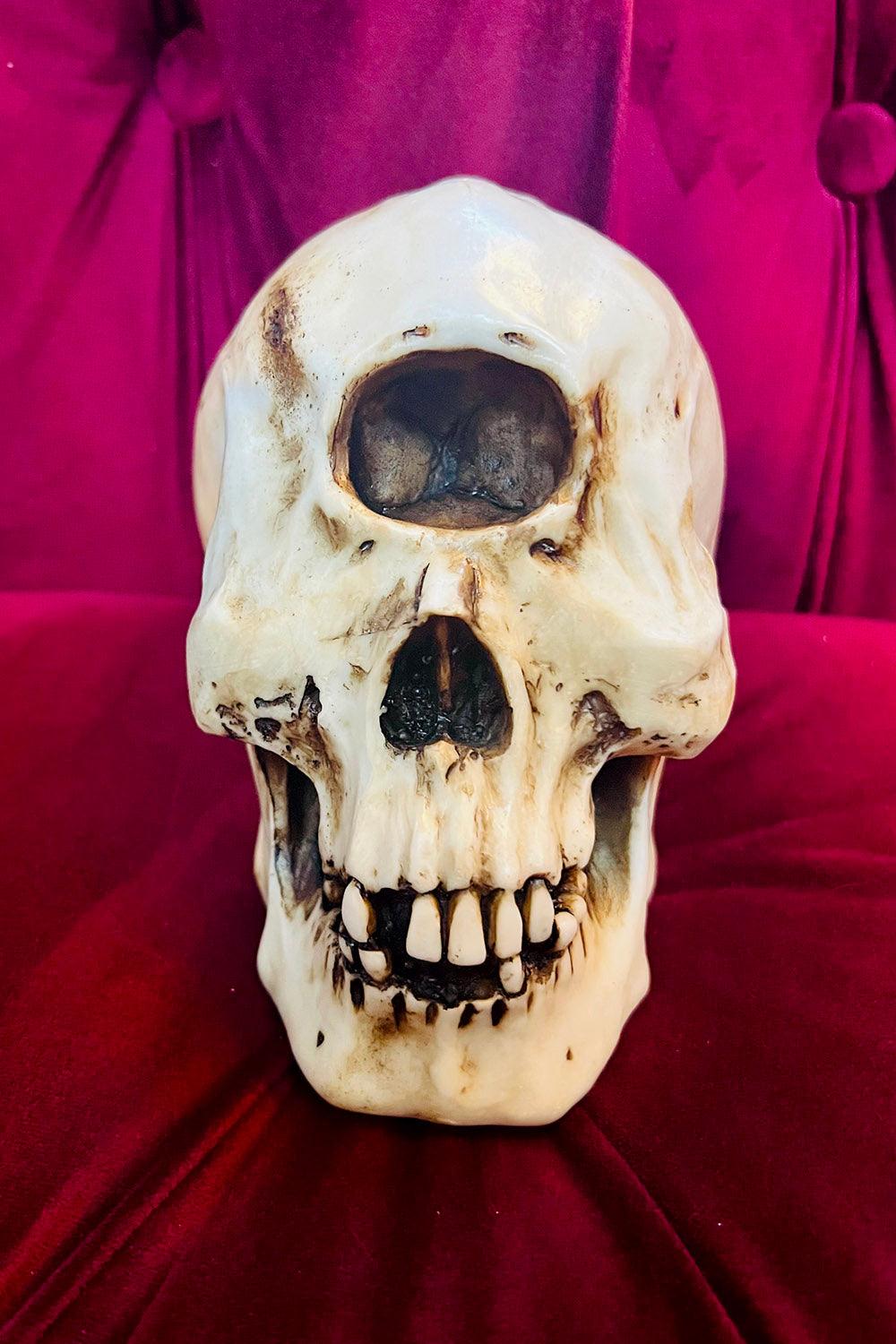 Cyclops Skull Replica - housewares - VampireFreaks - Pacific Giftware