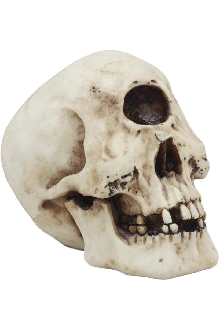 Cyclops Skull Replica - housewares - VampireFreaks - Pacific Giftware