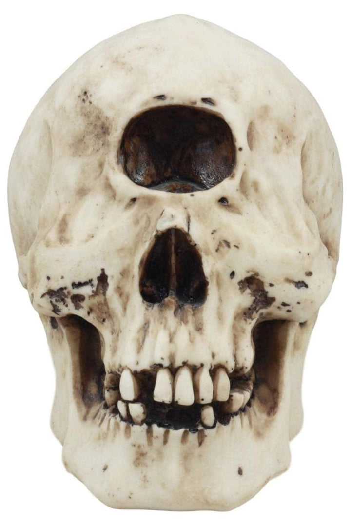 Cyclops Skull Replica - housewares - VampireFreaks - Pacific Giftware