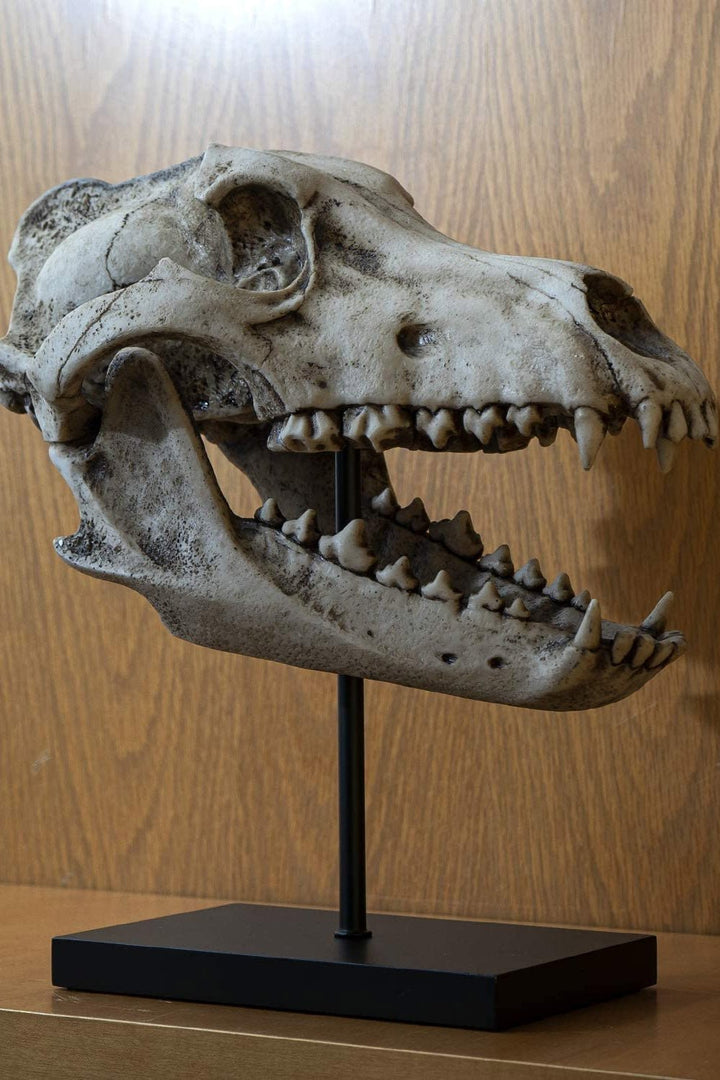 Dire Wolf Skull Replica - housewares - VampireFreaks - Pacific Giftware