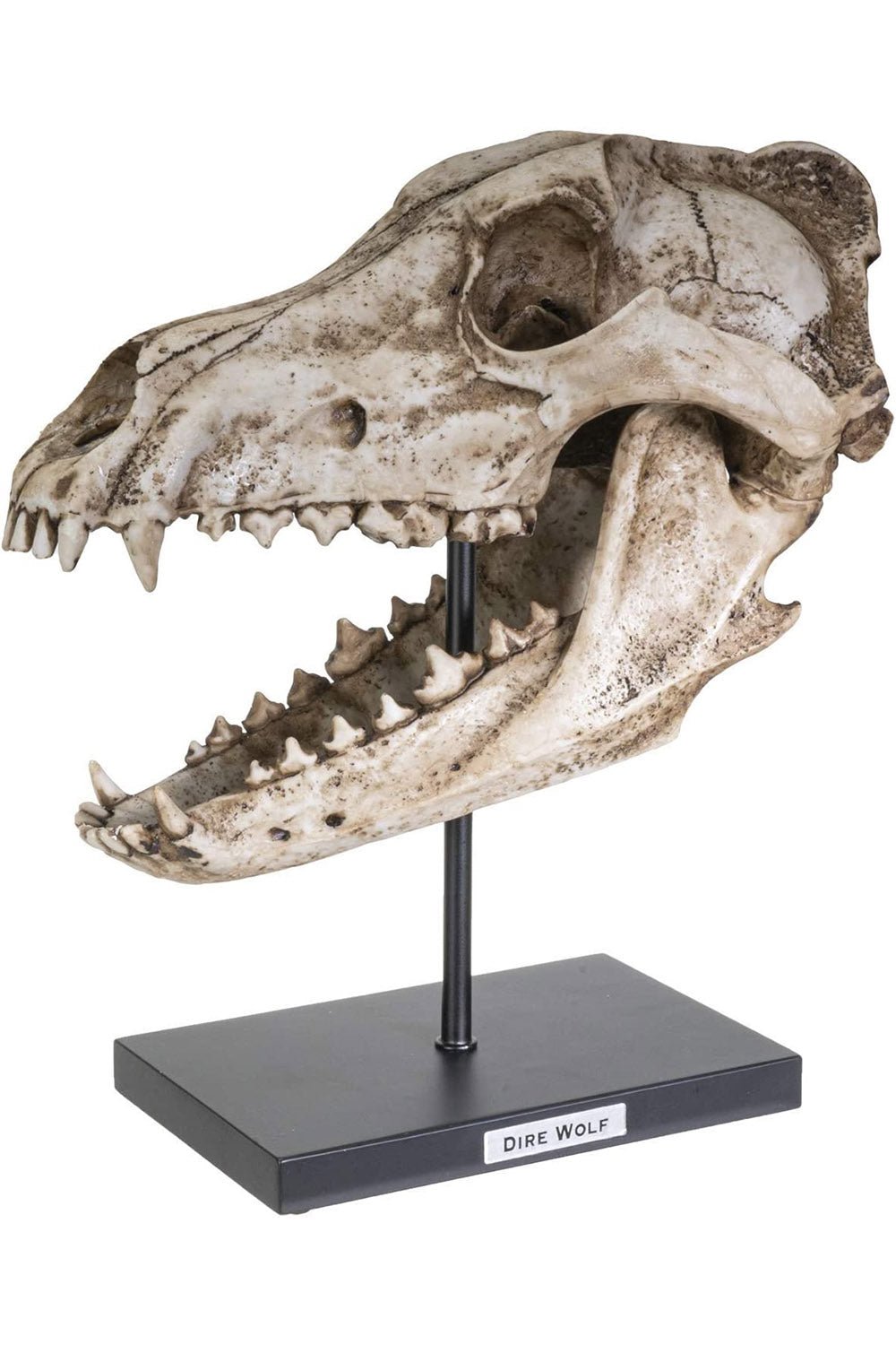 Dire Wolf Skull Replica - housewares - VampireFreaks - Pacific Giftware