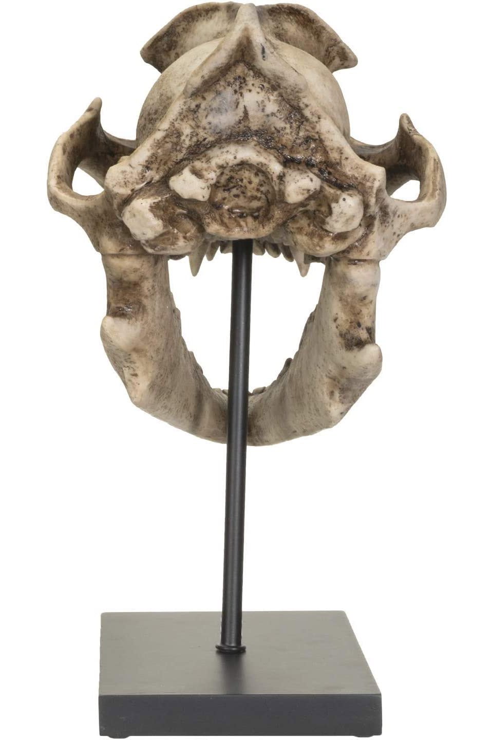 Dire Wolf Skull Replica - housewares - VampireFreaks - Pacific Giftware