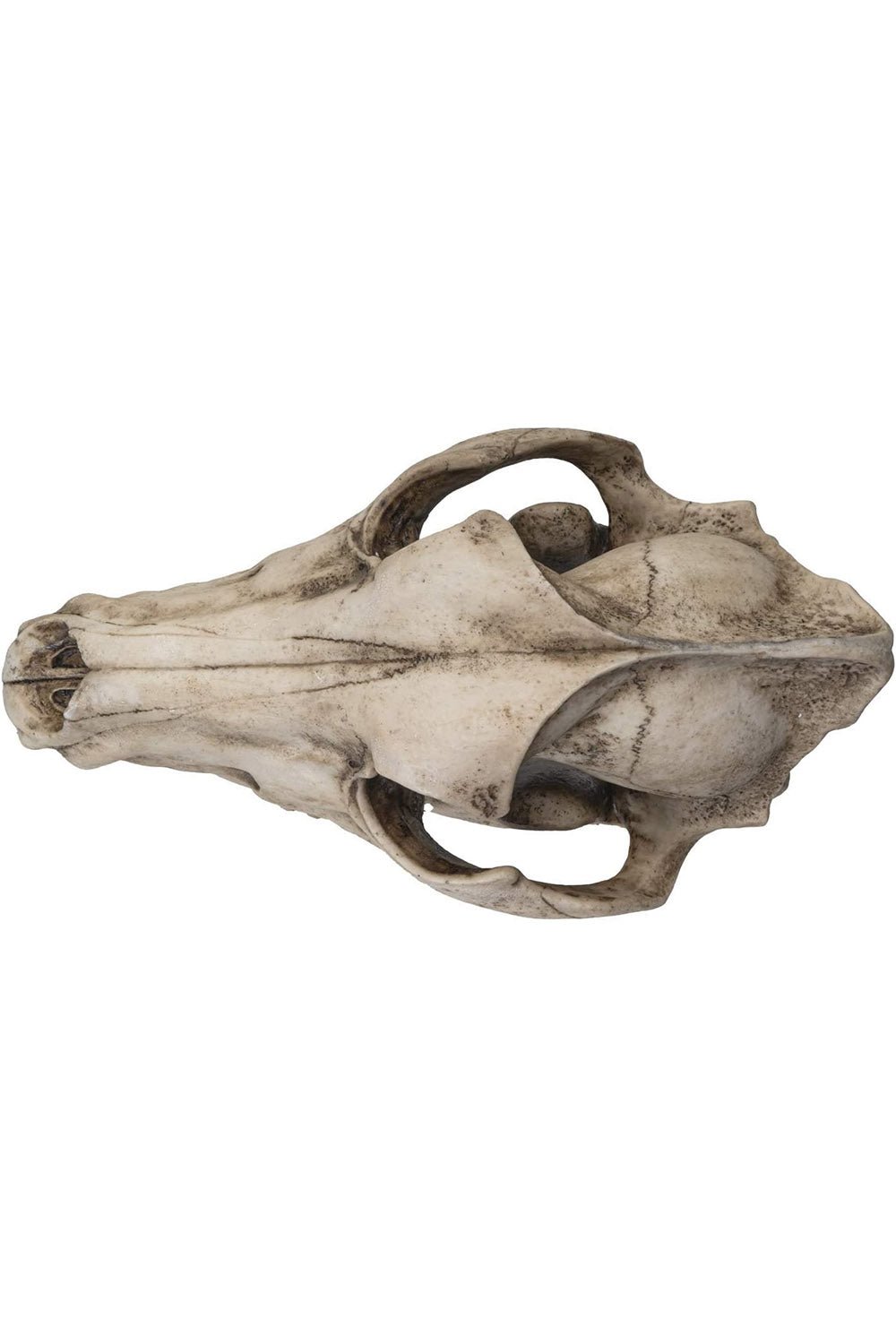 Dire Wolf Skull Replica - housewares - VampireFreaks - Pacific Giftware