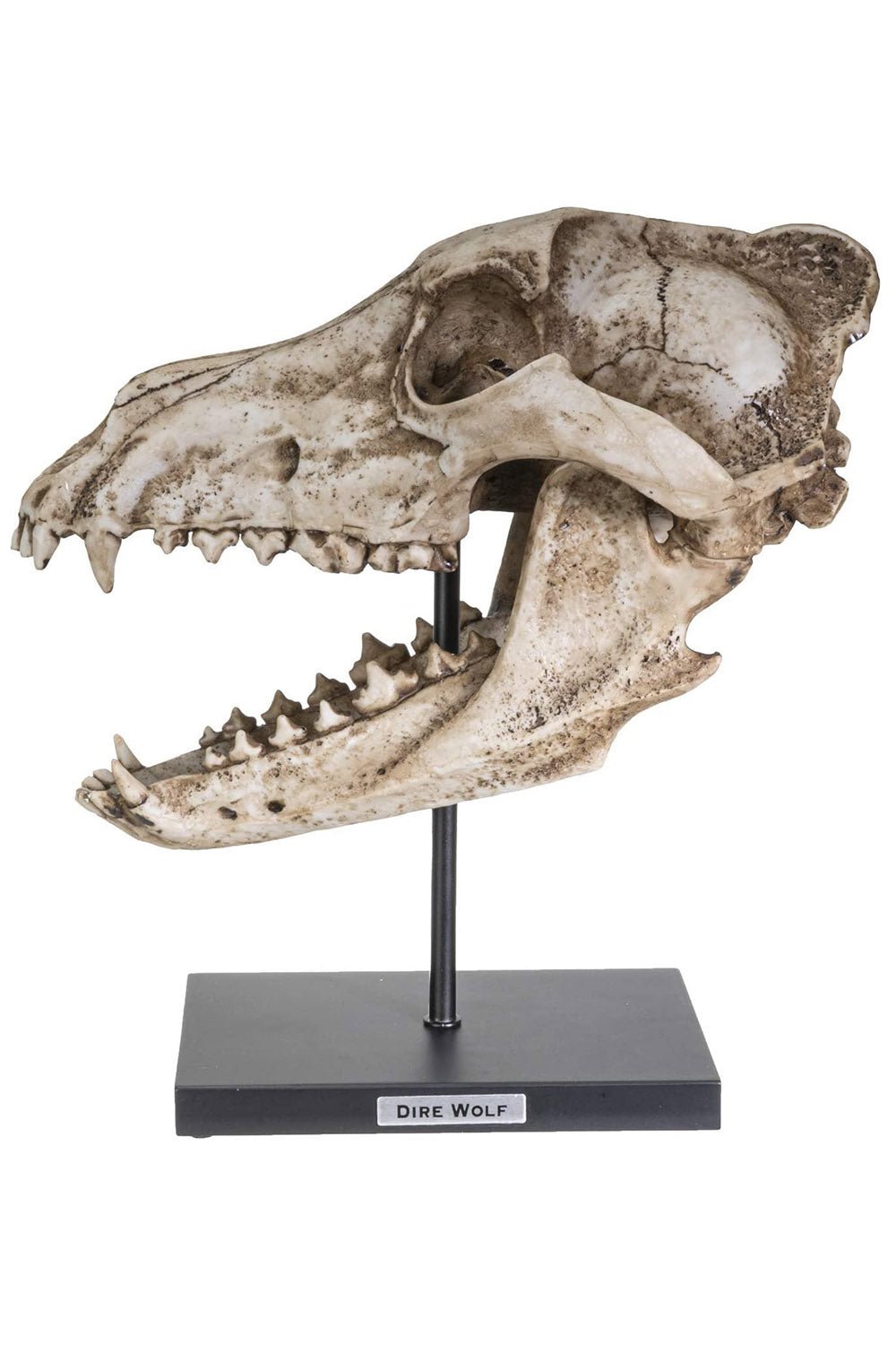 Dire Wolf Skull Replica