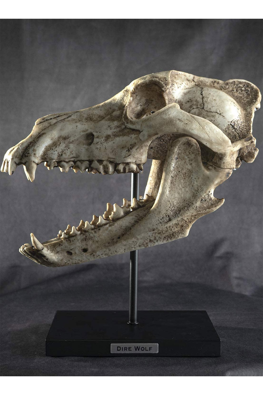 Dire Wolf Skull Replica - housewares - VampireFreaks - Pacific Giftware