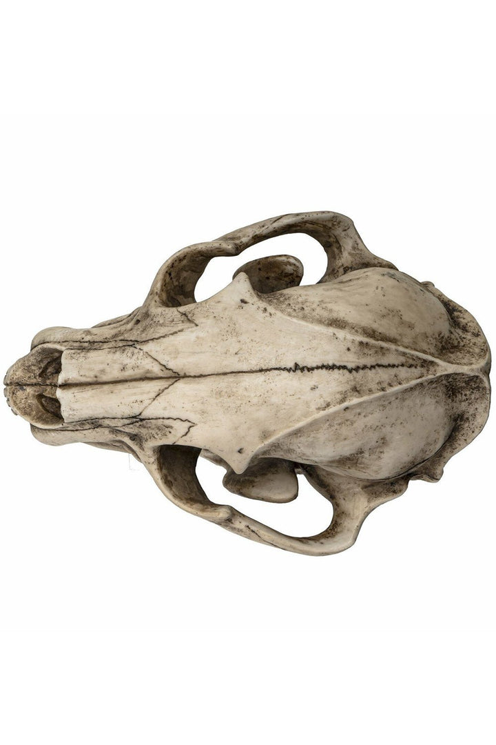 Extinct Pantherine Lion Skull Replica - housewares - VampireFreaks - Pacific Giftware