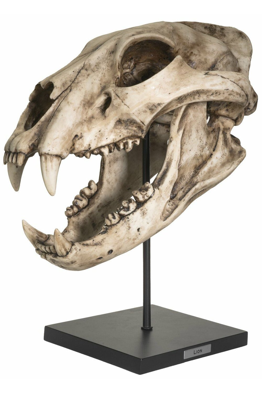 Extinct Pantherine Lion Skull Replica - housewares - VampireFreaks - Pacific Giftware