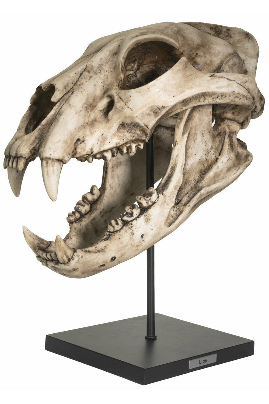 Extinct Pantherine Lion Skull Replica