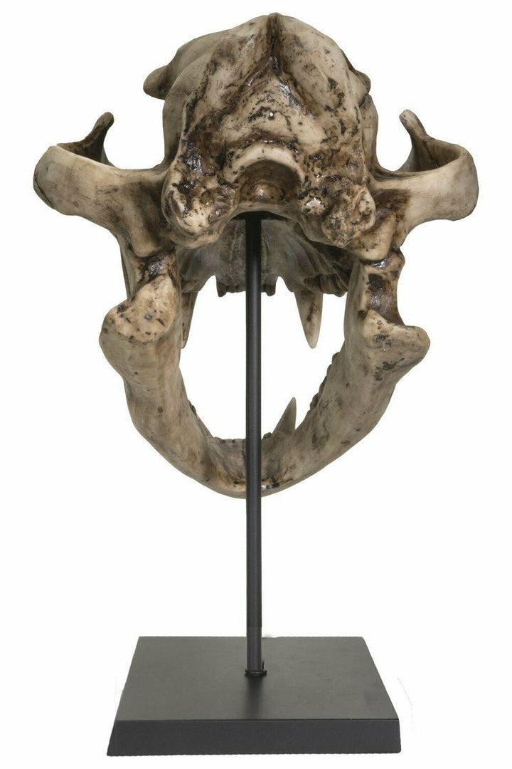 Extinct Pantherine Lion Skull Replica - housewares - VampireFreaks - Pacific Giftware