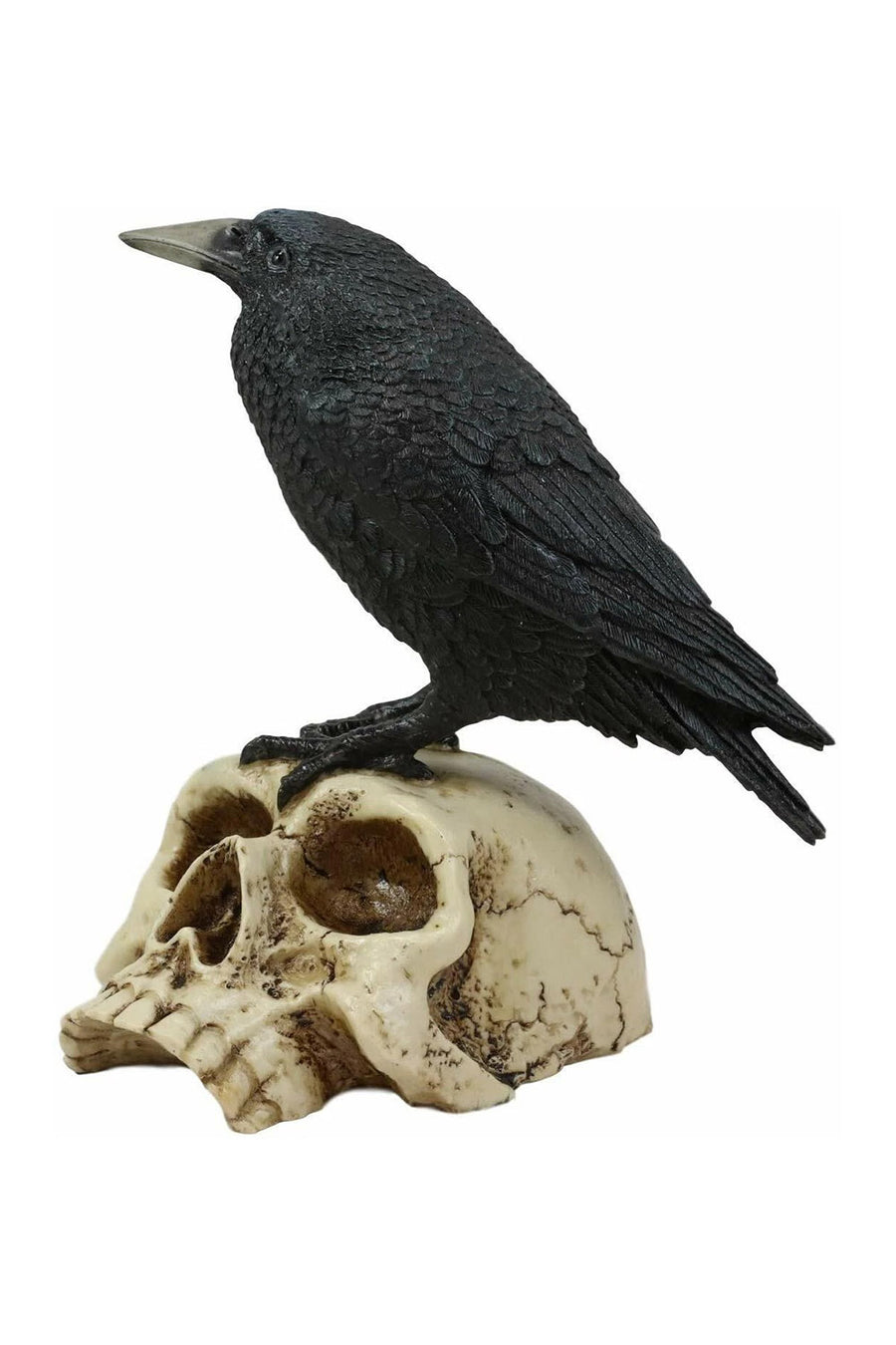 Black crow perched on a skull  statue against a white background