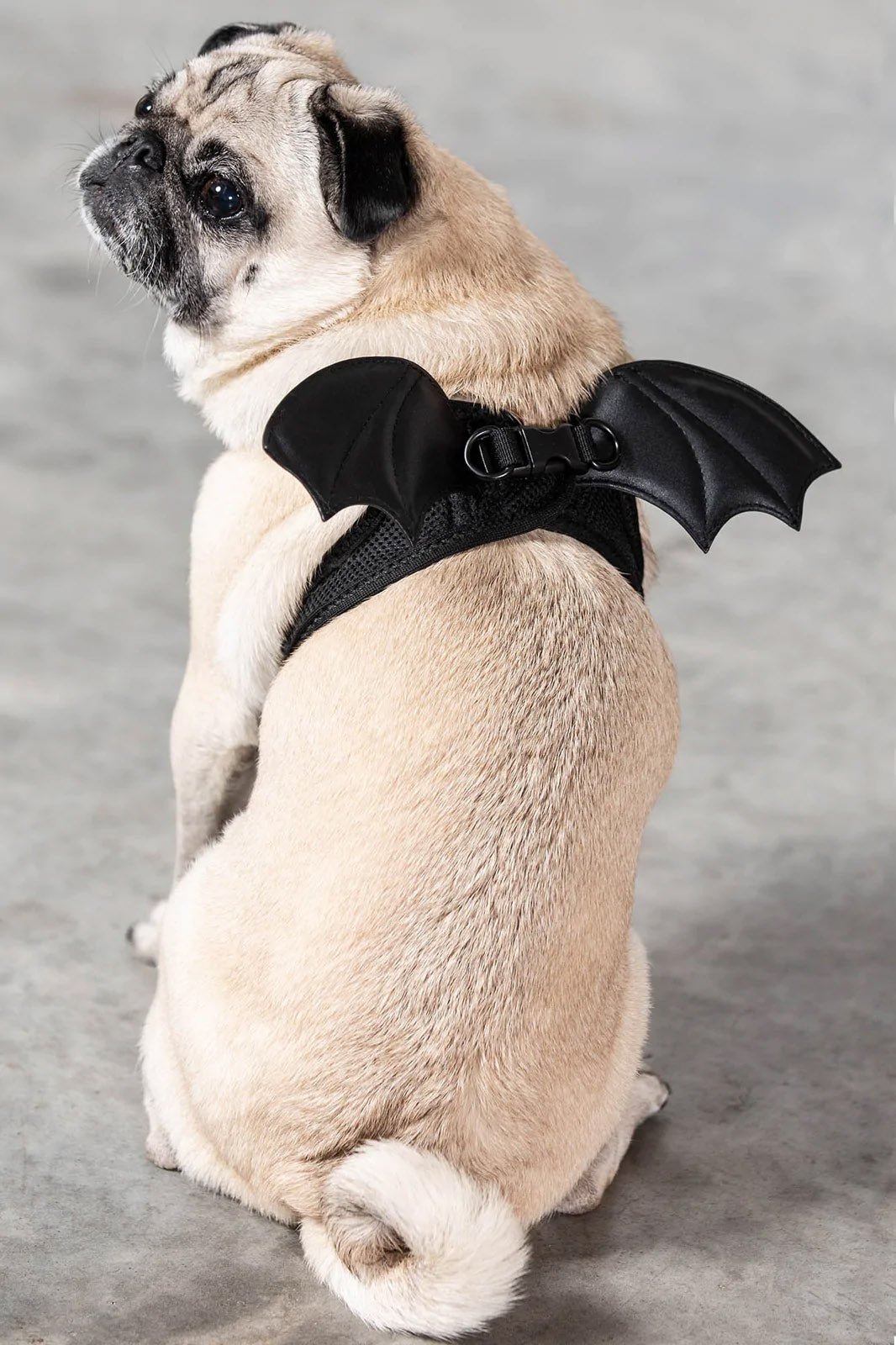 Flutter Pet Harness - housewares - VampireFreaks - Killstar