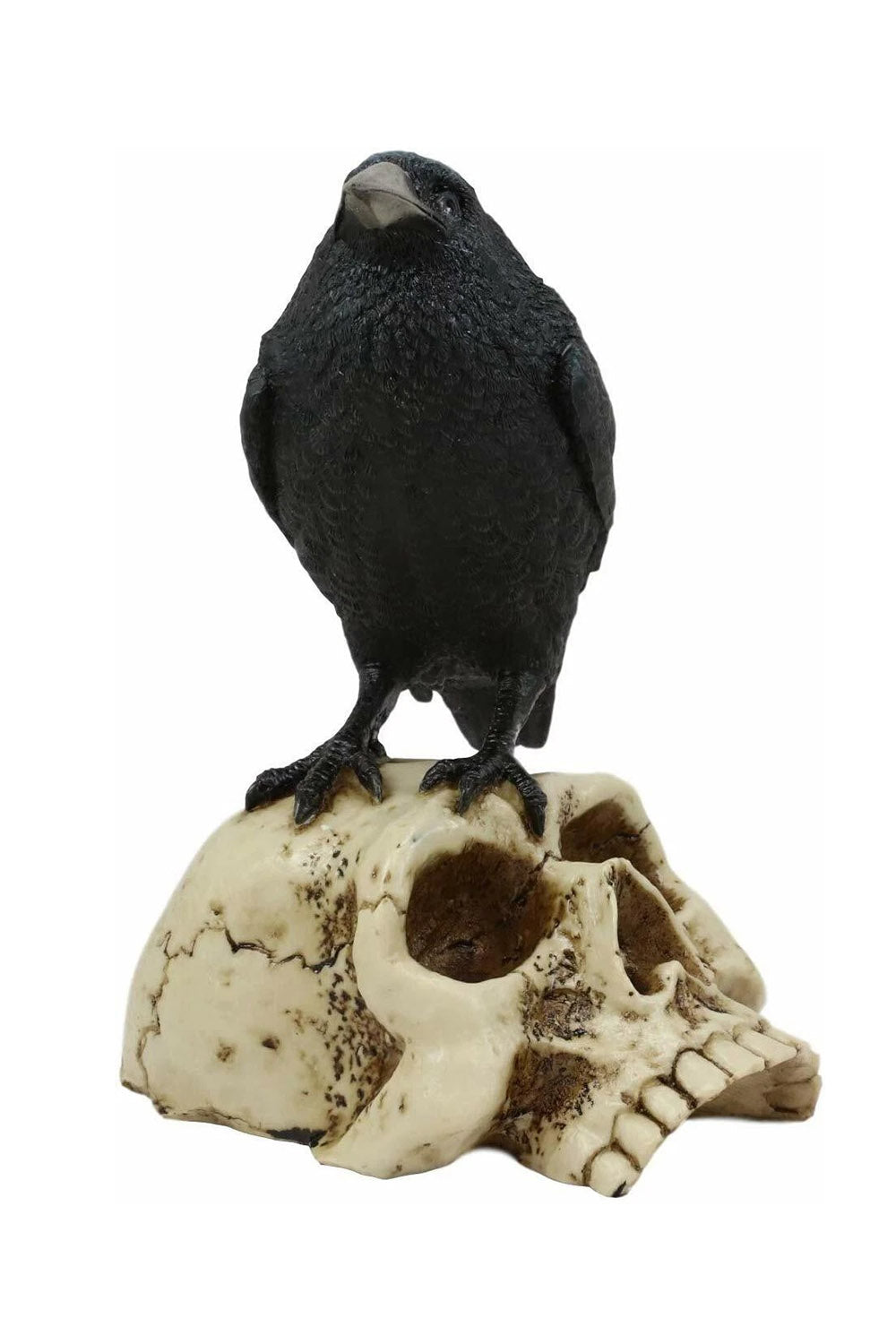 gothic raven Black crow perched on a skull  statue against a white background