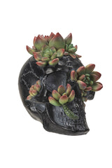 Skull-shaped planter with succulents on a white background