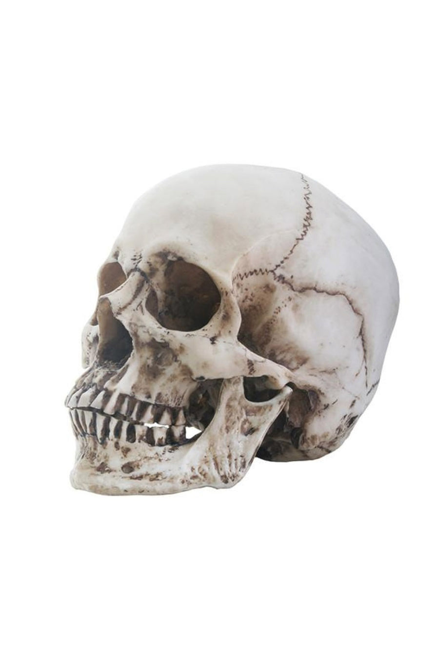 medieval goth sculpted skull decoration