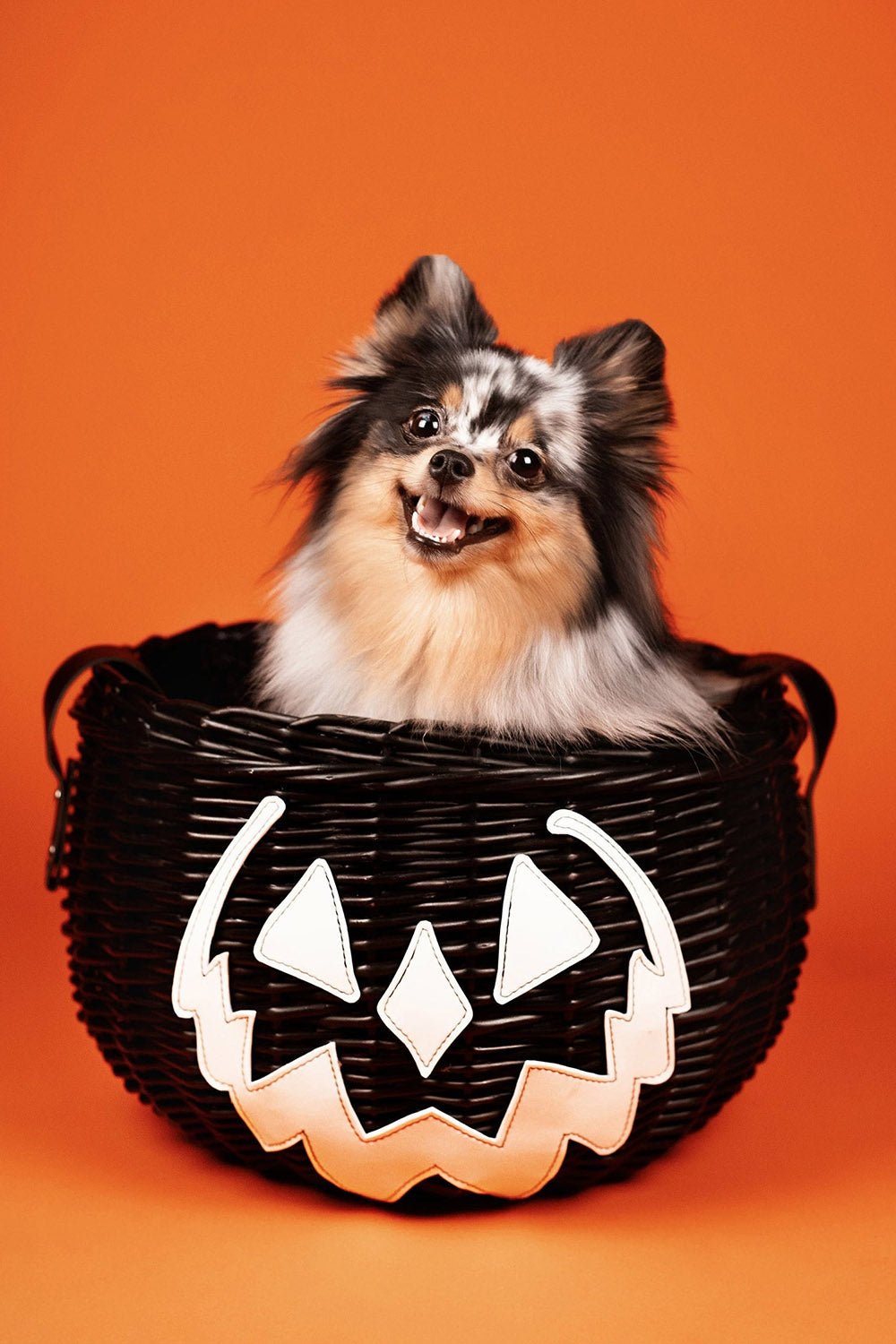 Haunted Hallows Picnic Basket [BLACK]