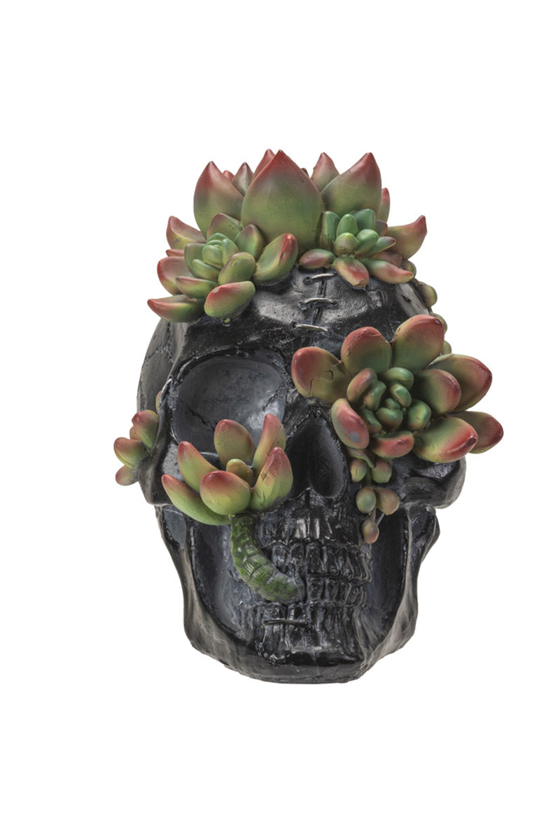 Decorative skull with succulents on a white background
