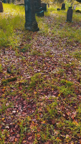 video of tattooed man wearing heavy metal clothing and having a picnic in the cemetery 
