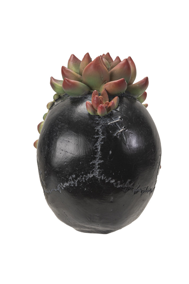 Black decorative skull with a succulent plant on a white background