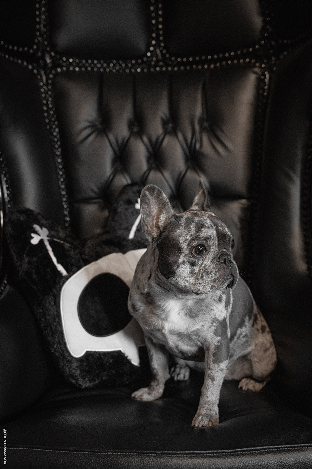 cute dog sitting with a cat skull pillow