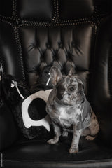 cute dog sitting with a cat skull pillow