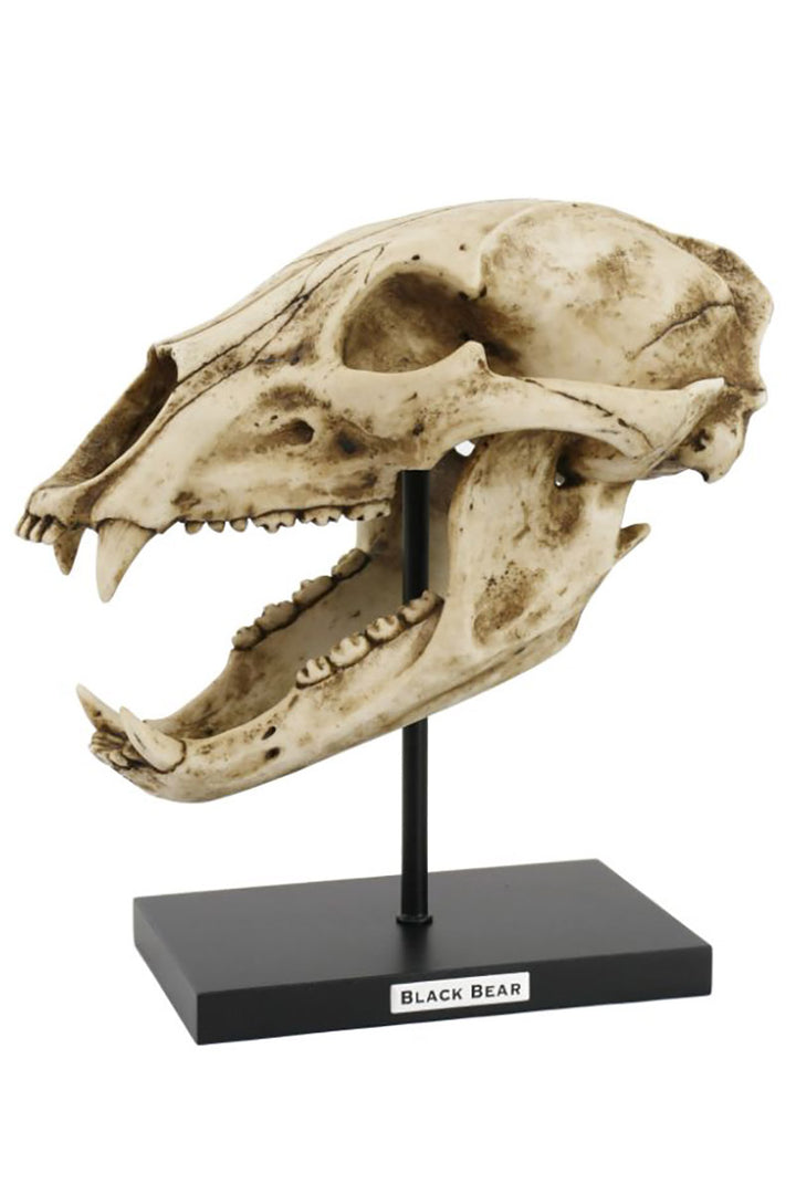 Large Black Bear Skull Replica
