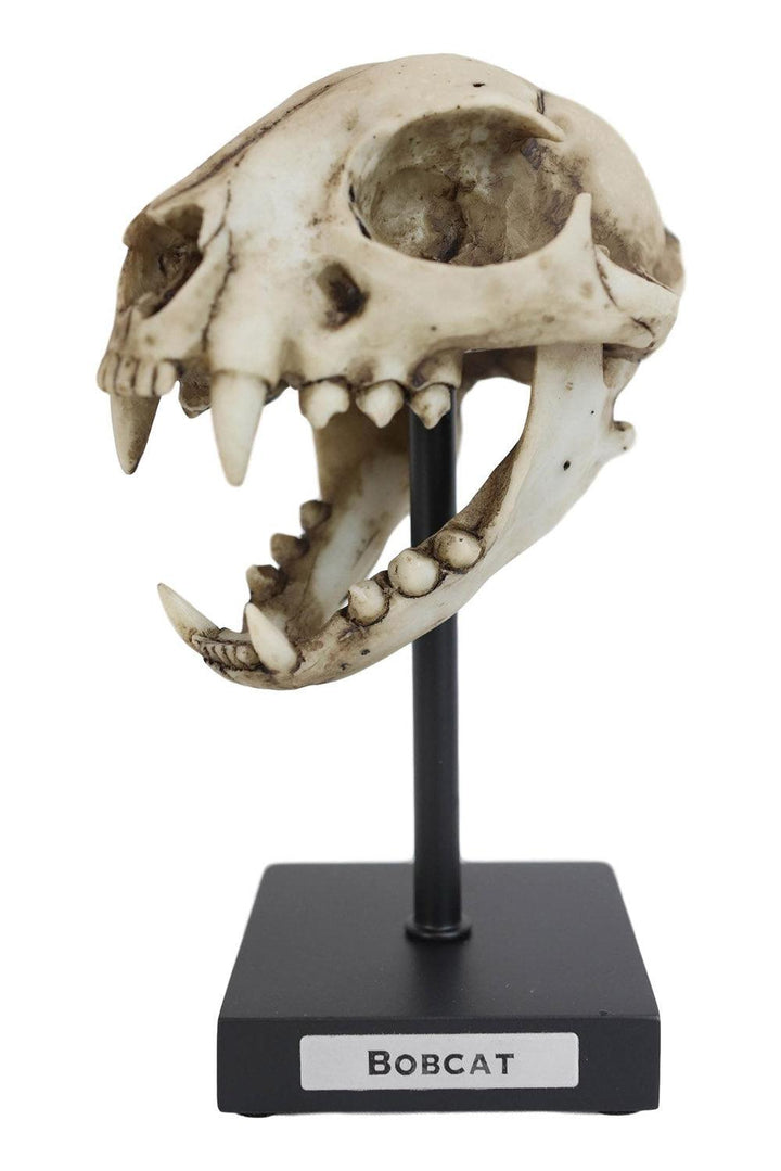 Pacific Giftware Bobcat Skull Replica - VampireFreaks