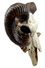 Ram Skull