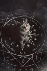 Stellar Area Rug
