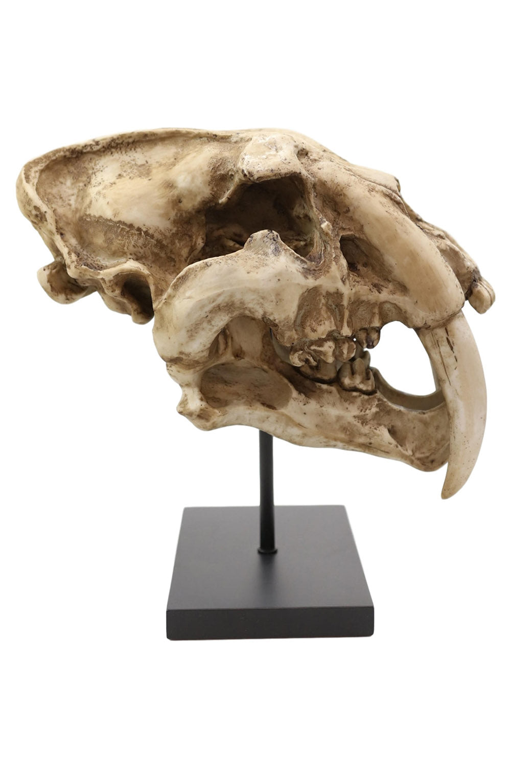 Sabertooth Skull Replica [Large]