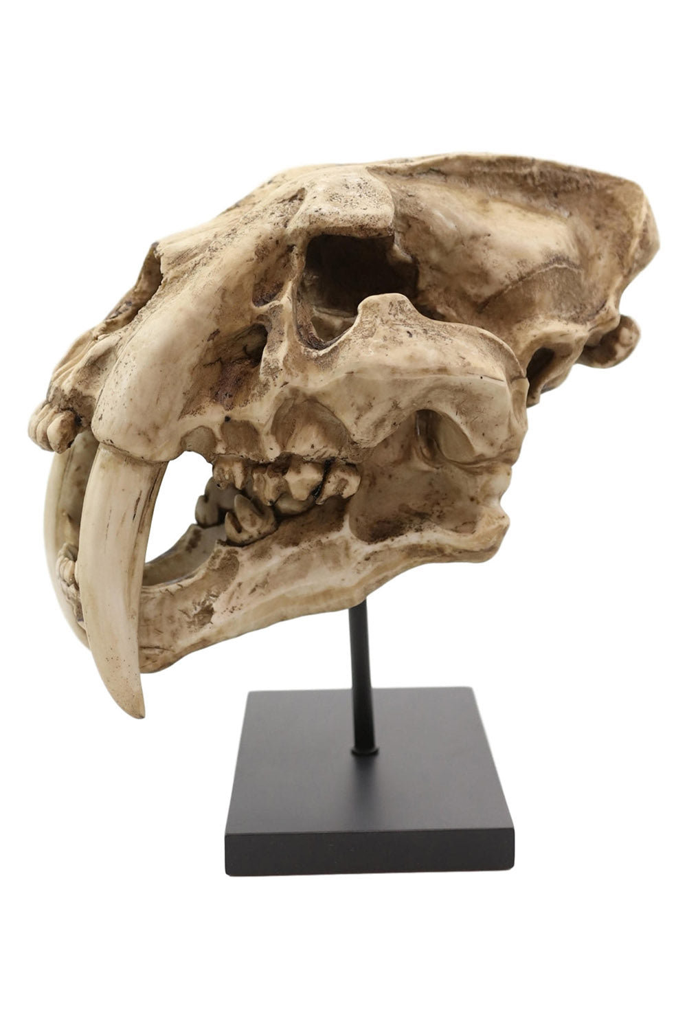 Sabertooth Skull Replica [Large]