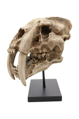 Sabertooth Skull Replica [Large]